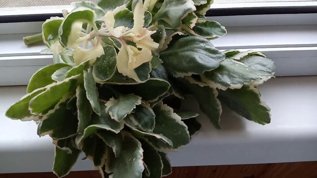 Нарезала Черенки Каланхоэ Вариегатное смотреть онлайн