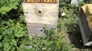 чтобы рой не улетел из роевой семьи  - отсаживаю матку в отводок