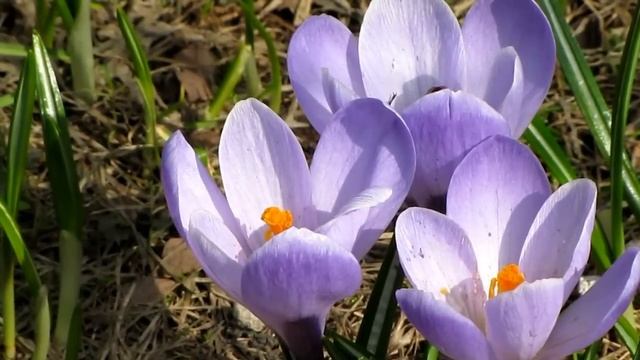 Весна. Крокусы. Сонный ШМЕЛЬ в цветах на клумбе смотреть онлайн