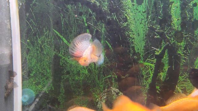 Велифера моллинезия velifera смотреть онлайн