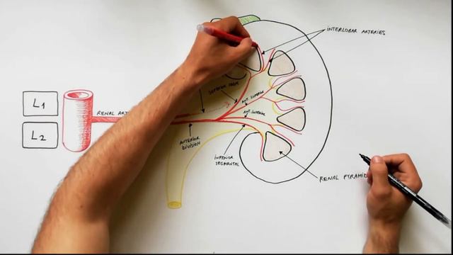 Anatomy tutorial - Renal Artery Branches смотреть онлайн
