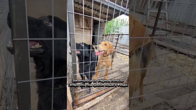 Спасение трёх собак. смотреть онлайн