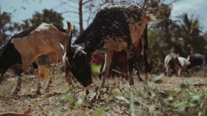 Сергей Михайлов. Кукуево. Видеоклип..mp4