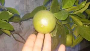 Клементин АМОА 8