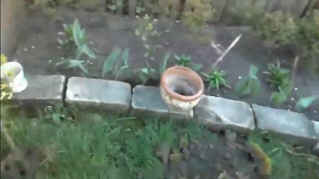 Бонсаи из туи западной вересковидной. Пересадка из открытого грунта в контейнер смотреть онлайн