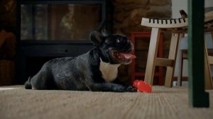 Blue French Bulldog: Everything You Need to Know About the Adorable Frenchie!