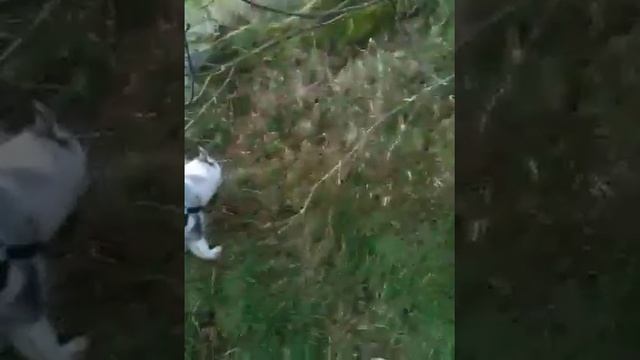 4 month old Siberian husky "Alaska" смотреть онлайн