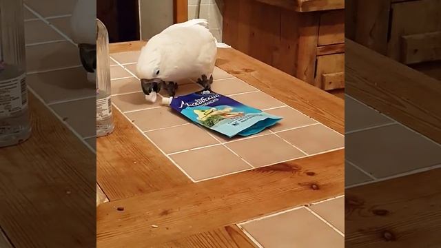 КОРЖ "Какаду и Жако" смотреть онлайн