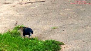 ГРАЧ: Интересные факты о грачах. Rook Bird facts
