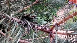 Обыкновенный сосновый пилильщик . Часть 1