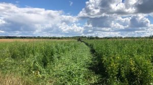 Виїхав косити люцерну другий укос. Донгфенг сила з роторною косаркою
