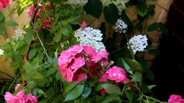 Роза Полька, Динки, Гран При, Кипарисовики 2021 смотреть онлайн