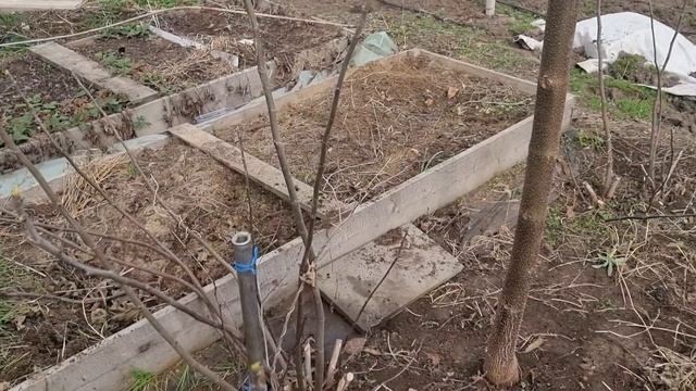 Зимнее укрытие для инжира. смотреть онлайн