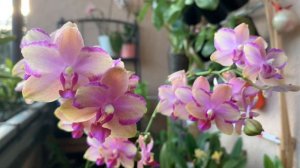 珍奇蝴蝶兰Phalaenopsis Taisuco Jasper