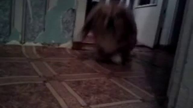 Собака чесалки бояка смотреть онлайн