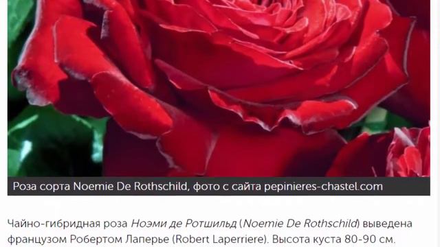 Новинки роз. 10 интересных сортов.