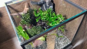 Запуск аквариума. Запускаю кубик на 10 литров.