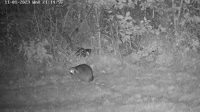 Енот дошел до корма и в соловку идти не надо#Raccoon Saloon смотреть онлайн