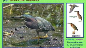 Кваква. Голоса птиц