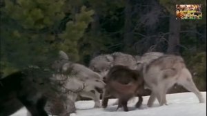 Животный мир земли. Дикие собаки. Волки