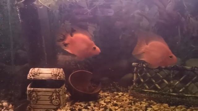 Мои рыбки?гуппи, тетры, гурами, цихлидовые попугаи, астронотусы✨ смотреть онлайн