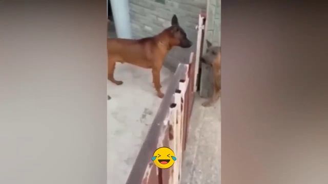 ? Смешные видео приколы ? 021022  ?
