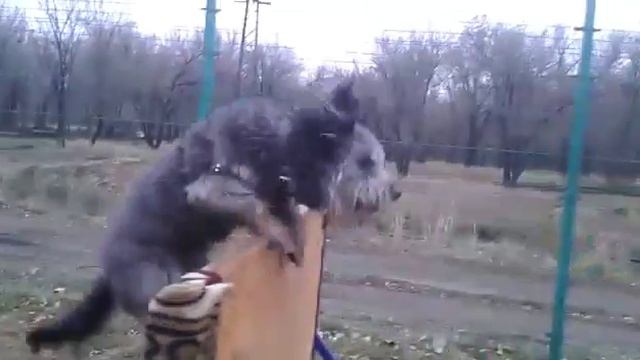 Полоса препятствий для собак/ Двортерьер Рэмикс VS Самоед Барти смотреть онлайн