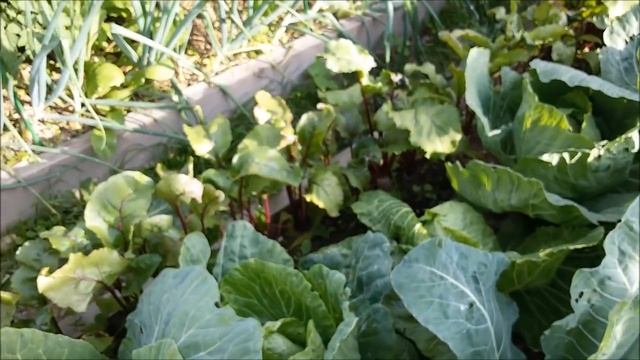 Смешанные посадки 2016: Капуста ранняя + свекла смотреть онлайн