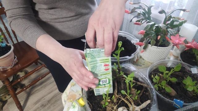 Купили луковицу лилии в феврале-марте смотреть онлайн