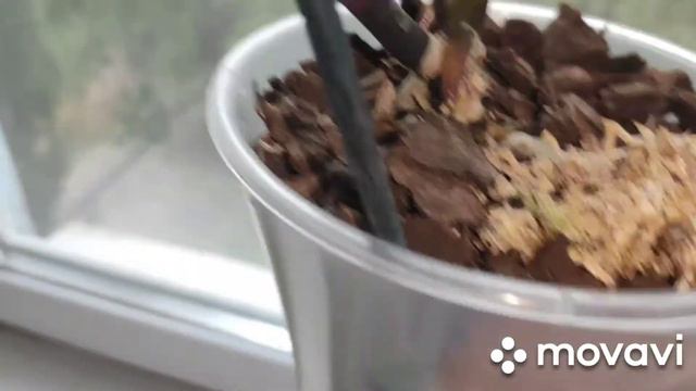 Жемчужина императора идёт на восстановление 🥰. Растит корешки)
