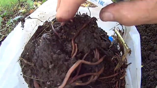 Технологические дождевые черви vermitechnologii Выборка конец 14.09.2017. 1 смотреть онлайн