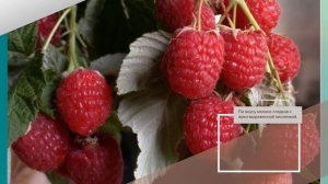 Малина Генералиссимус - описание сорта