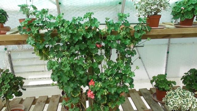 A look at Ivy leaf Pelargoniums