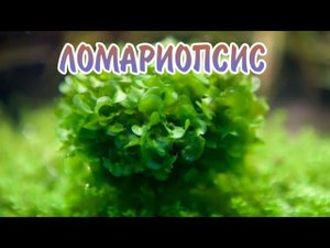 ЛОМАРИОПСИС. СОДЕРЖАНИЕ И РАЗВЕДЕНИЕ В АКВАРИУМЕ.