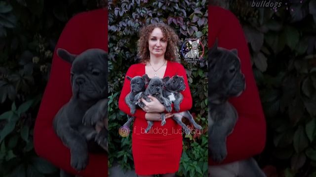 Голубые щенки французского бульдога, девочки доступны. смотреть онлайн