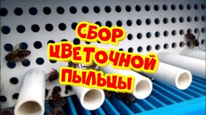 Сбор пыльцы