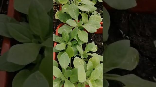 Почему я больше никогда не буду использовать торфяные горшочки для рассады. Петуния