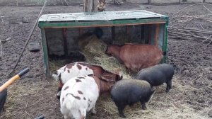 ПОЛ СТАДА ПОД НОЖ ?? Опять в поиске козла ?