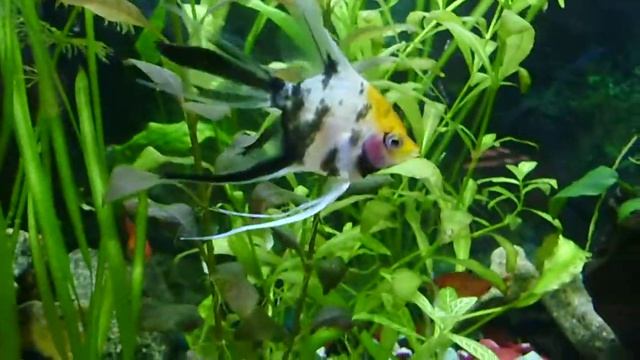 новое приобретение -креветка макробрахиум смотреть онлайн