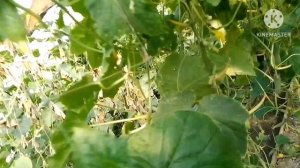 Акварин для рассады. Акварин 15 для плодоношения. Удобрения огурцов и клубники.