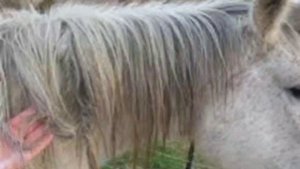 Кто же плетёт лошадям косы?  #тайноезнание