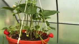 Вьющаяся клубника через 2 месяца после посадки дала первый урожай