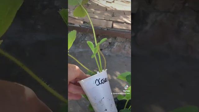 Саженцы клубники в питомнике " Лютики Цветочки" смотреть онлайн