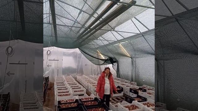 ⚘️50 тысяч тюльпанов. #тюльпаны#скоромарт#теплица#цветы#укоренение#луковицы#луковичныецветы