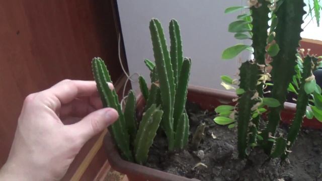 Кактусики в горшке смотреть онлайн