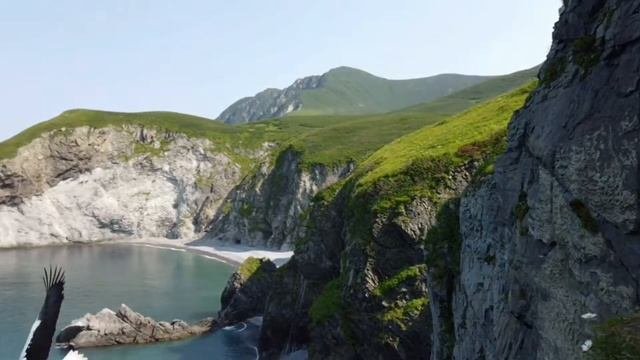Белоплечий орлан.Камчатка.