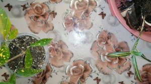 Мои комнатные цветы в октябре.КРОТОН(КОДИЕУМ).Пересадка, уход.