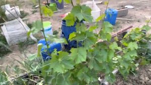 23.06.2023 начало цветения  винограда на улице. Аркадия и Надежда Аксайская