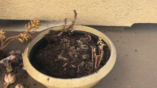 Save Succulents From Dying Planter смотреть онлайн