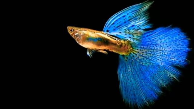 Аквариумная рыбка Гуппи. Содержание, уход, размножение, кормление совместимость. смотреть онлайн